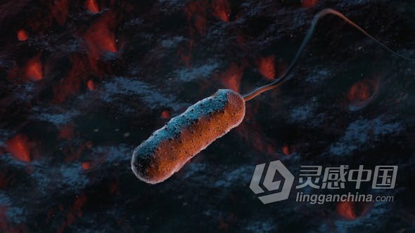 创伤弧菌移动细菌3D动画显微镜下病毒研究教育/解释视频素材 Bacteria Vibrio Vulnificus  福风灵感网 www.ffidea.com