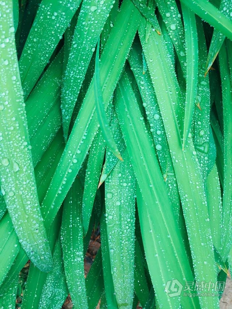 LUT预设 VSCO全滤镜转LUTs预设日系胶片风光预设人像旅拍婚礼LUT预设 VSCO MP2 支持PS/PR/AE/LR/FCPX/达芬奇  福风灵感网 www.ffidea.com