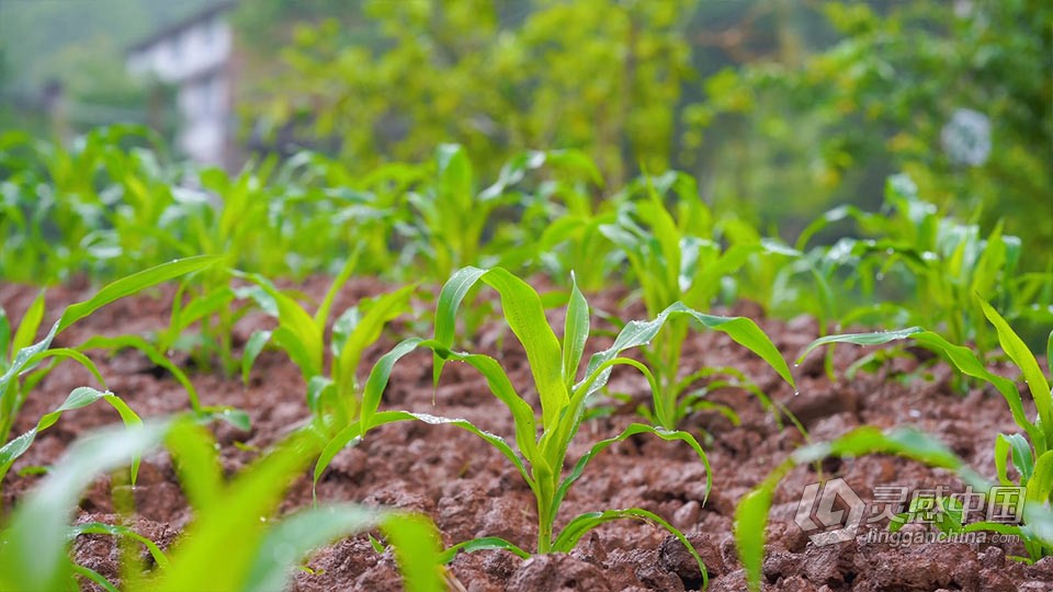 实拍视频素材-大雨过后的玉米田地雨滴水珠实拍视频素材  福风灵感网 www.ffidea.com