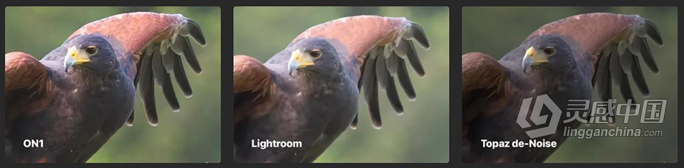 AI智能降噪软件 ON1 NoNoise AI 2023 v17.0.1.12976中文版 Win版本下载  福风灵感网 www.ffidea.com