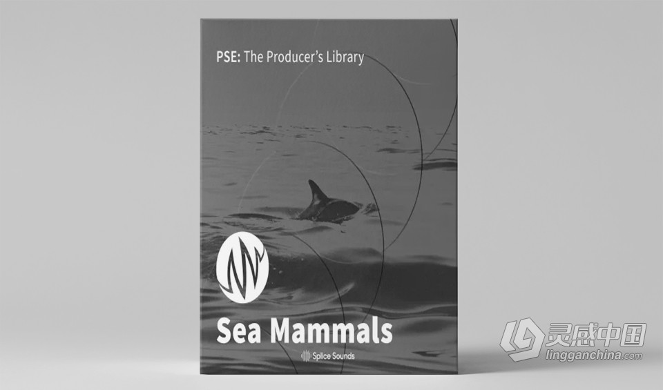 海豚海豹和鲸鱼等洋哺乳动物各种独特的声音FX  福风灵感网 www.ffidea.com