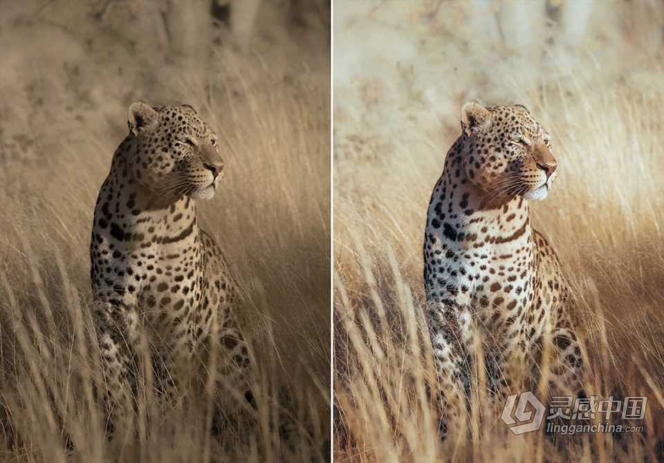 WithLuke 电影风光大师系列LR预设(2022) WithLuke - Master Collection (2022)  福风灵感网 www.ffidea.com