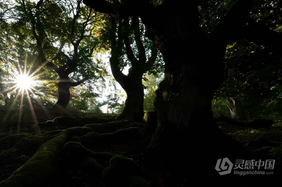 Daniel Laan 风光摄影后期修饰重返神秘暗黑森林3案例 中英字幕 Return to the Dark Forest  福风灵感网 www.ffidea.com