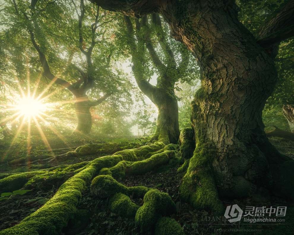 Daniel Laan 风光摄影后期修饰重返神秘暗黑森林3案例 中英字幕 Return to the Dark Forest  福风灵感网 www.ffidea.com