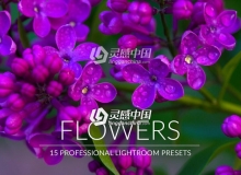 花卉植物景观摄影Lightroom预设 Flowers Lr Presets