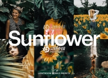 橄榄向日葵花田胶片感手机版LR预设 Lightroom Preset-Olive Sunflower