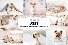 明亮通透宠物摄影后期Lightroom预设/手机APP照片滤镜 Pets Lightroom Presets