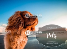宠物摄影Lightroom预设 Pets Lightroom Presets