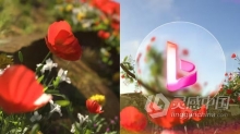 AE模板-美丽自然花海标志揭晓动画AE模板下载 Flower Spring Logo Reveal