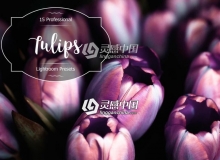 郁金香花卉摄影后期Lightroom预设 Tulips Lr Presets