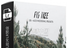 无花果树简约森系婚礼胶片LR预设 AndrewSunColor Fig Tree Lightroom