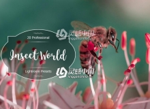 微距摄影昆虫世界Lightroom预设 Insect World Lr Presets