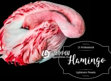 野生动物摄影后期Lightroom预设 Flamingo Lr Presets