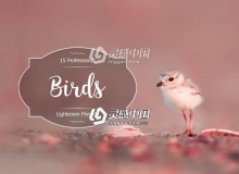 自然飞禽摄影Lightroom预设 Birds Lr Presets