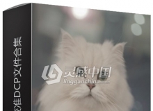 个人制作的索尼A7R3相机校准DCP文件合集（vsco用DCP）