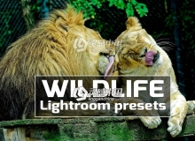 野生动物摄影后期Lightroom预设 Wildlife Lightroom Presets