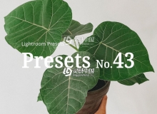 室内静物花卉摄影后期Lightroom预设10 Light Botanical Lightroom Presets